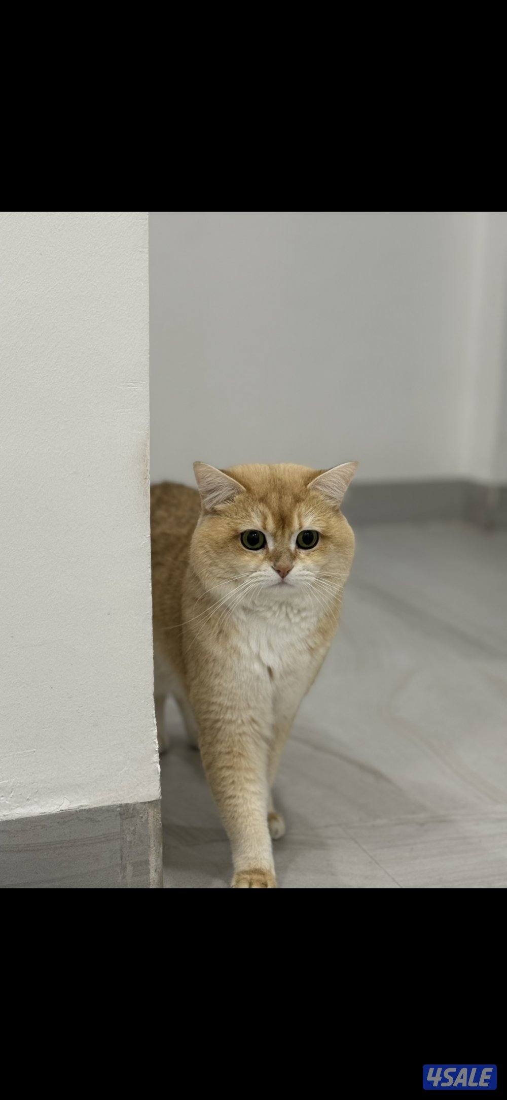 برتش شورت هير ذكر بيور1