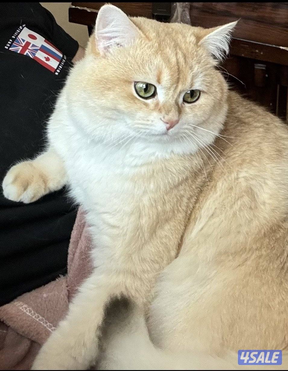 برتش شورت هير ذكر بيور0