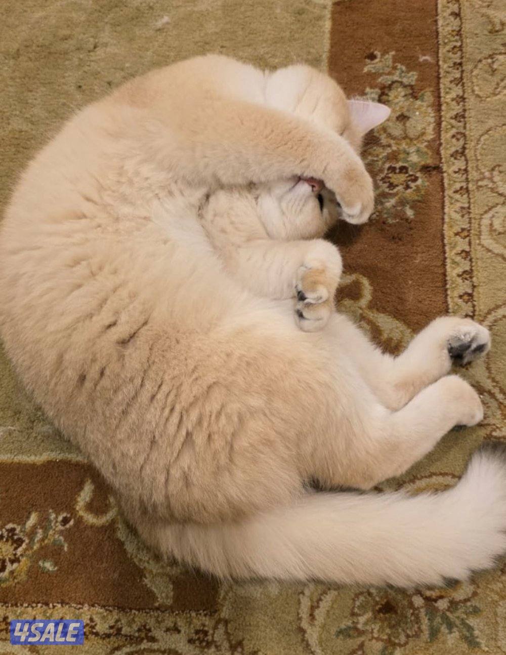 برتش شورت هير ذكر بيور2