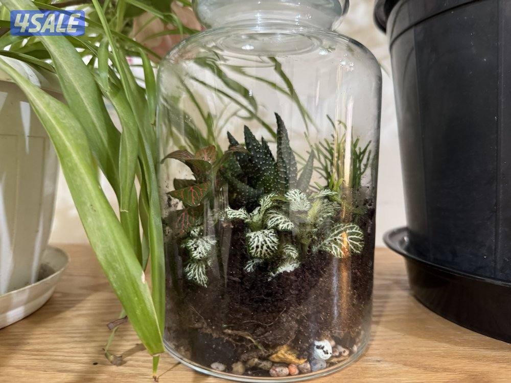 6 month closed  terrarium0