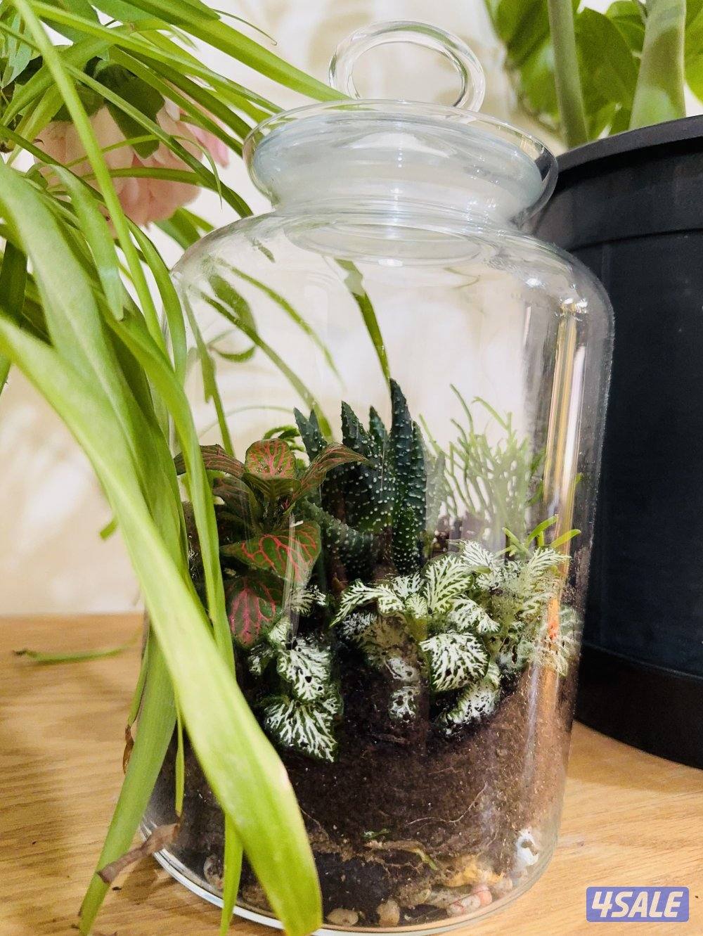 6 month closed  terrarium1