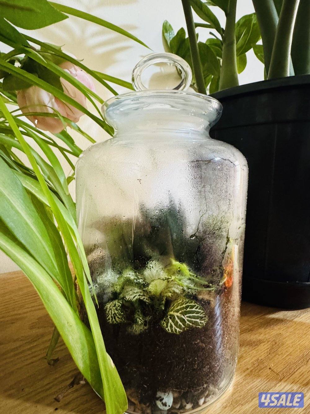 6 month closed  terrarium2