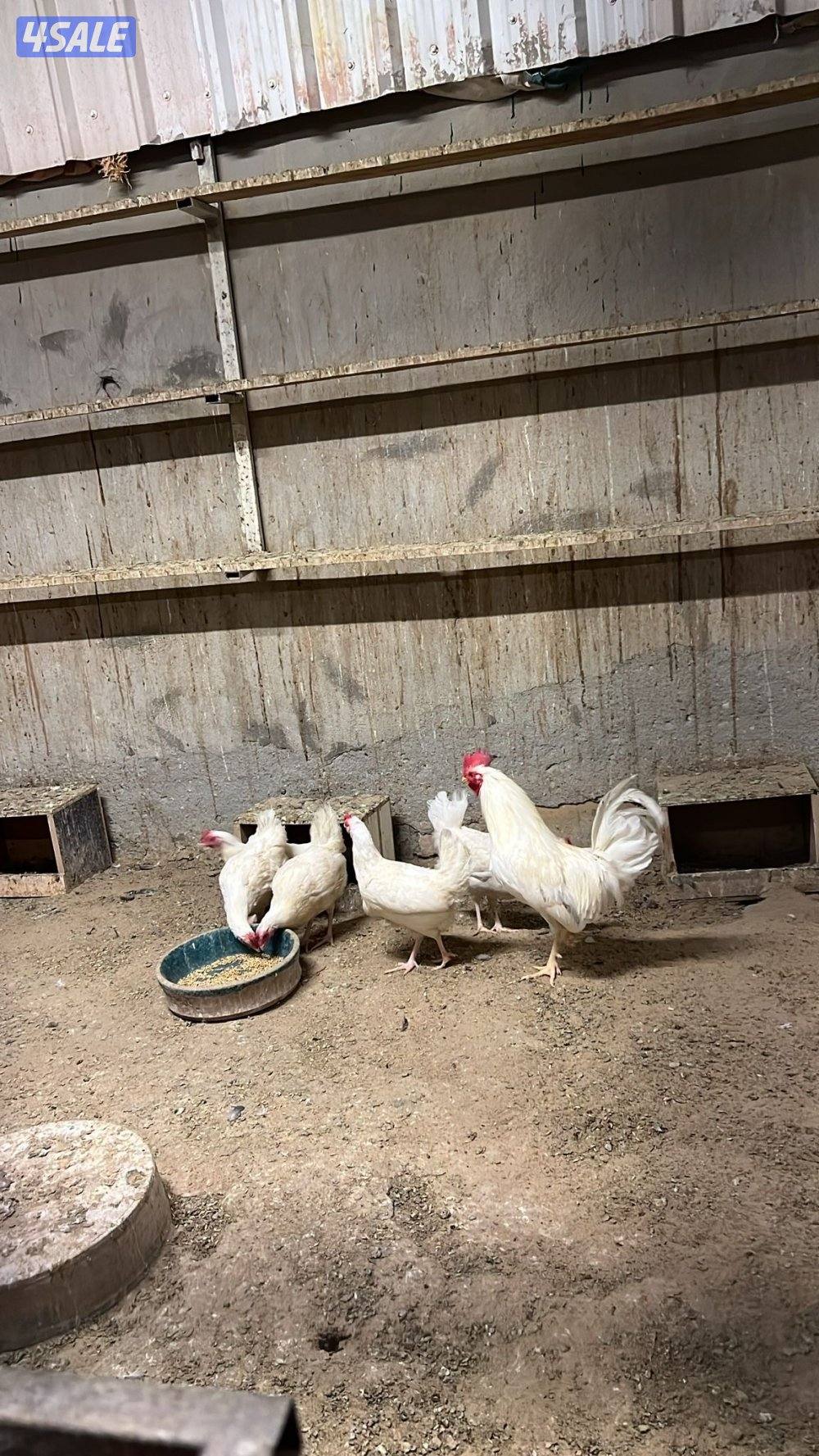 سيافي + مميز + افرق0