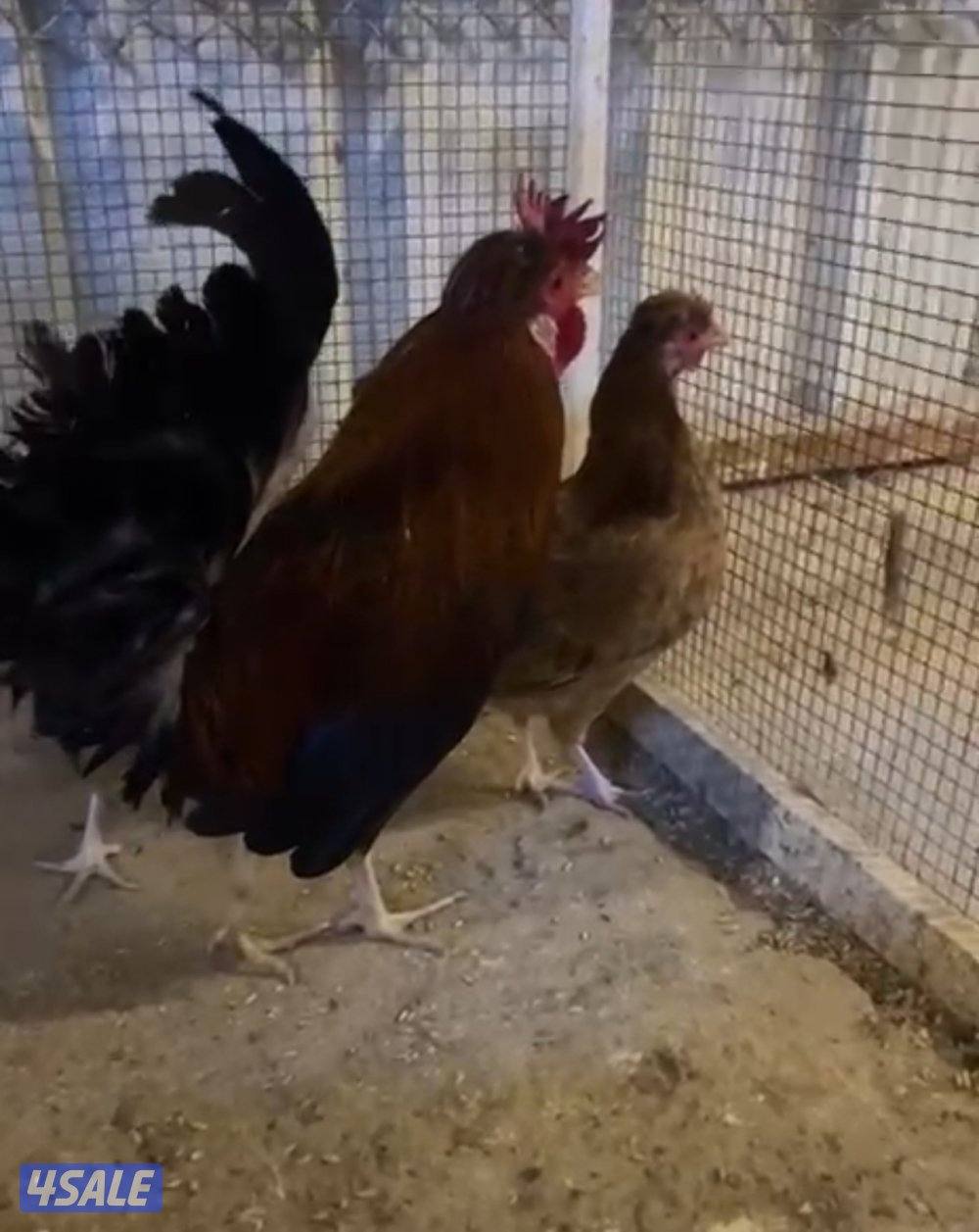 سيافي + مميز + افرق2