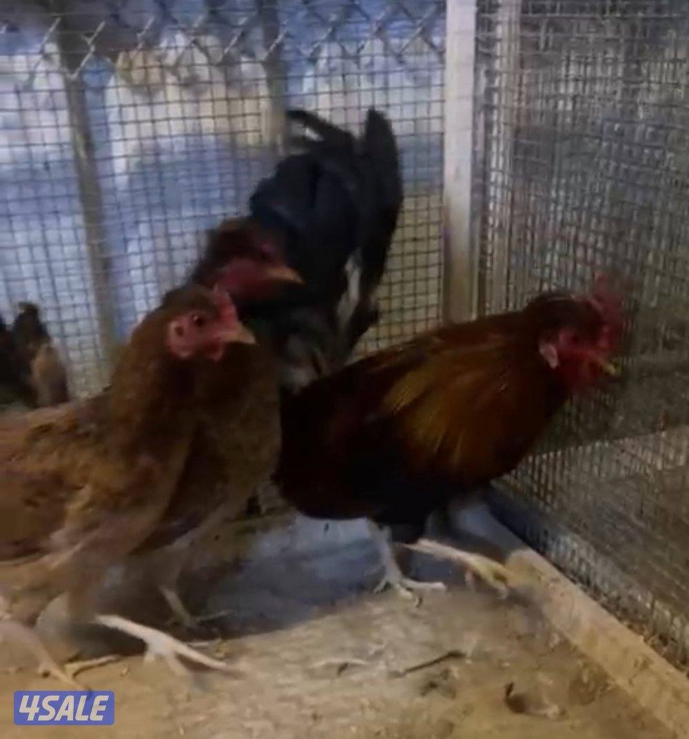 سيافي + مميز + افرق3