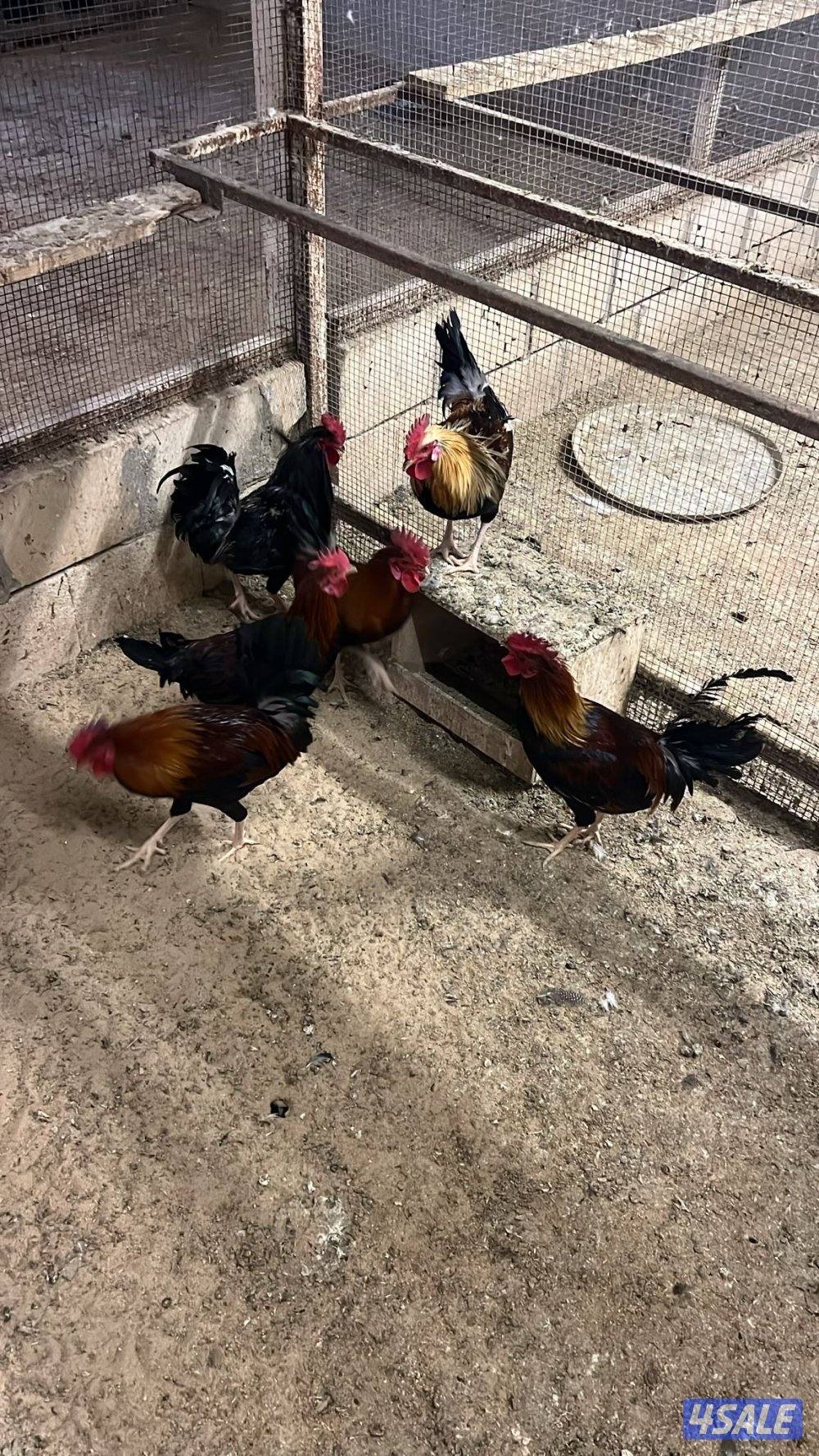 سيافي + مميز + افرق4