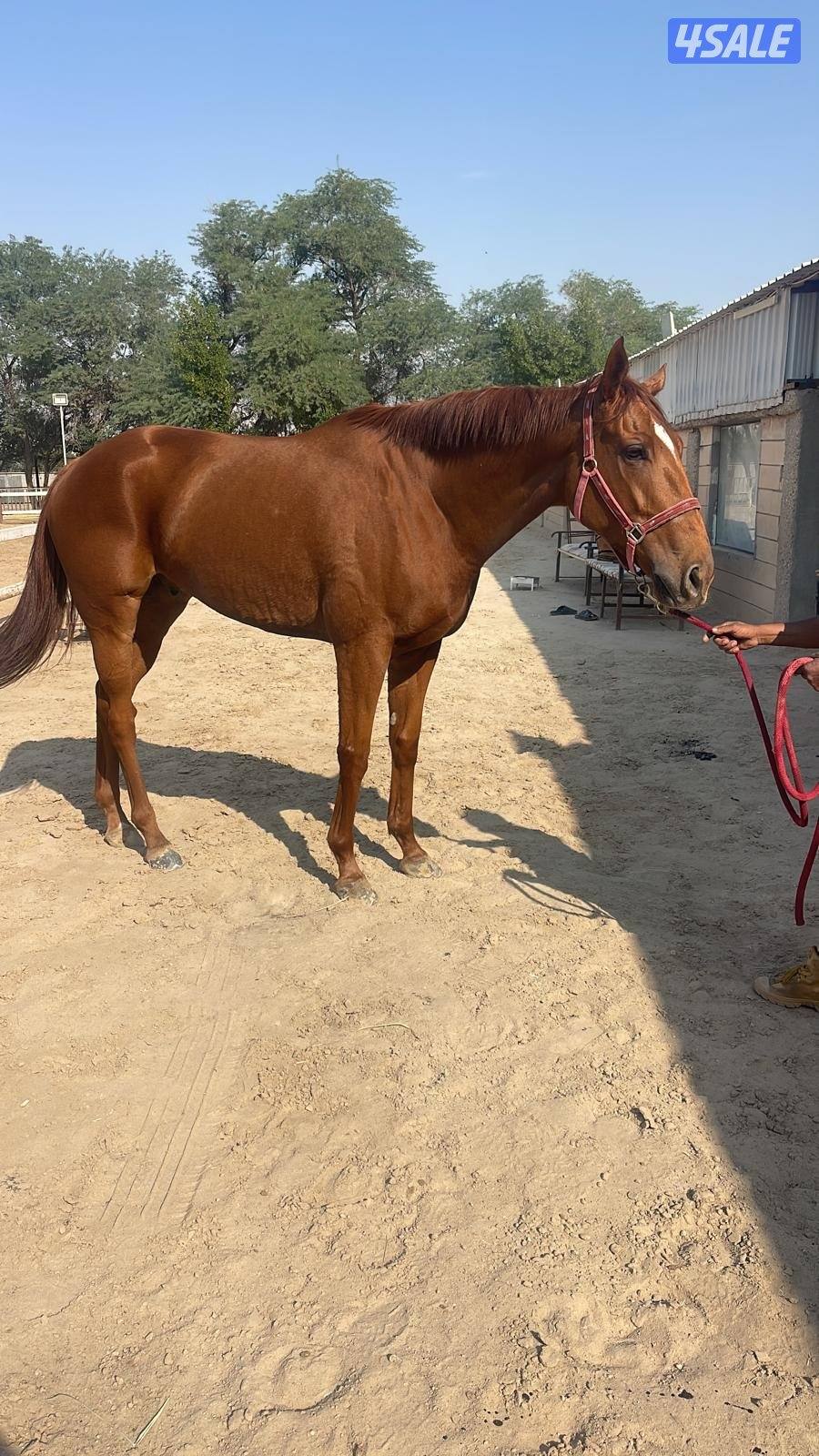 حصان انجليزي1