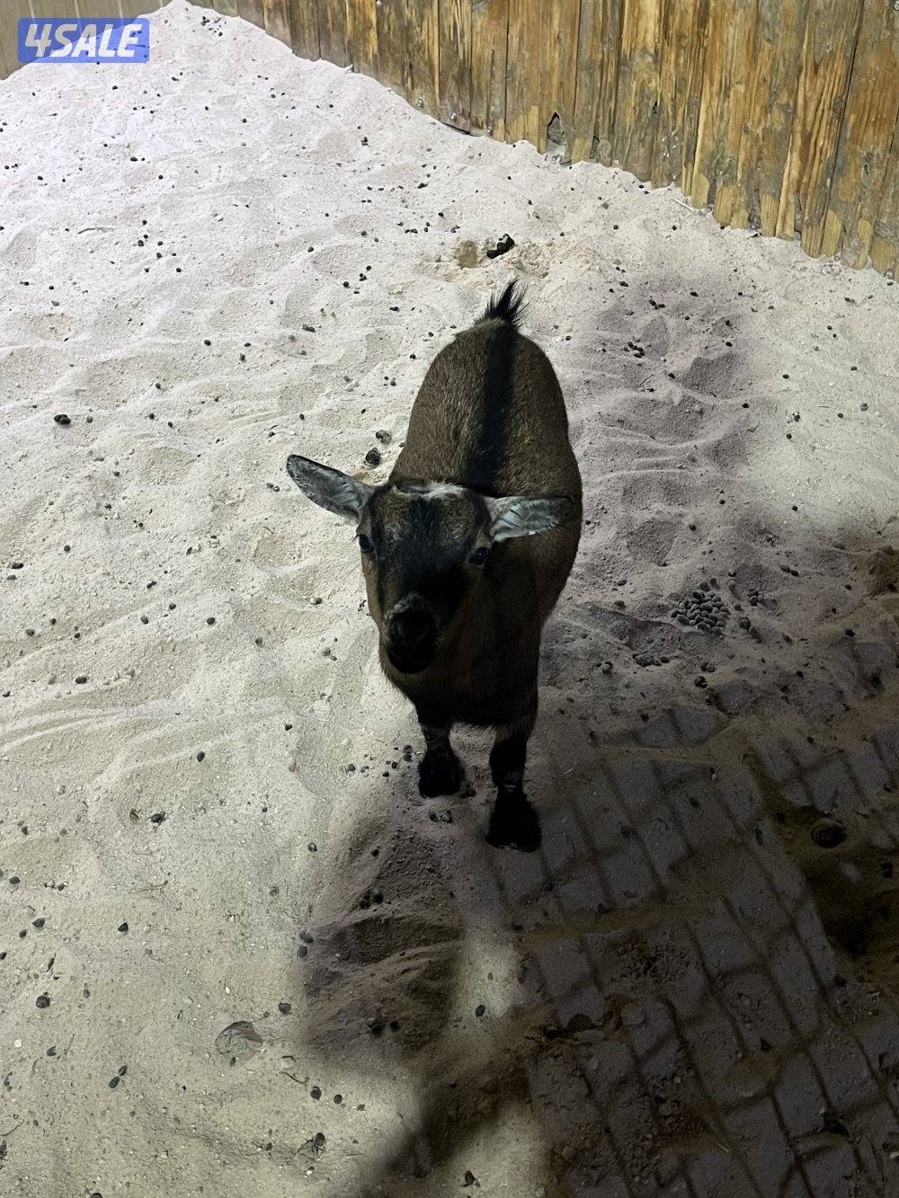 للبيع جفره1