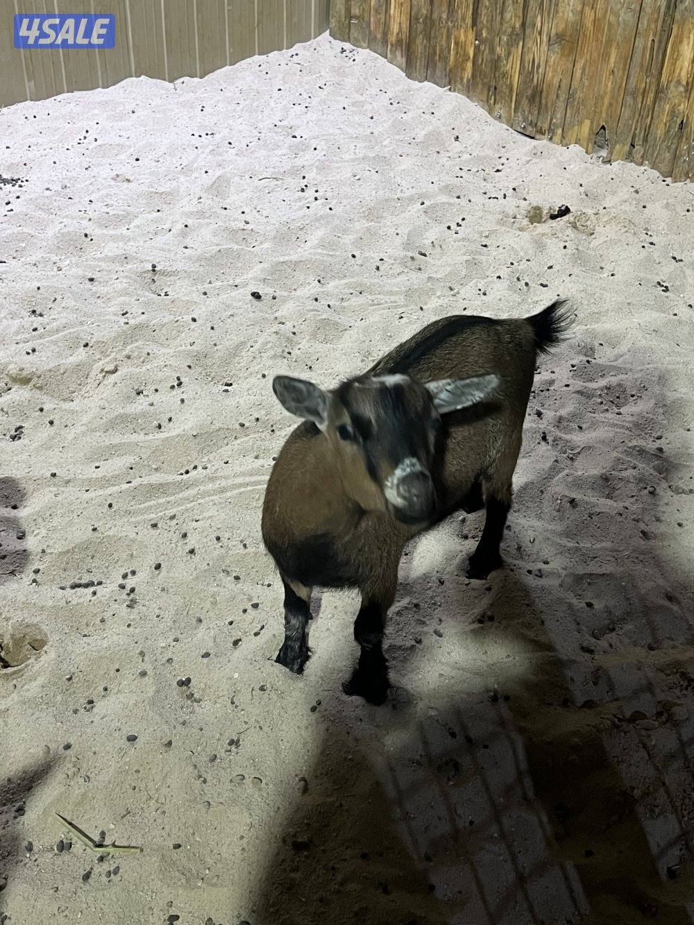 للبيع جفره2