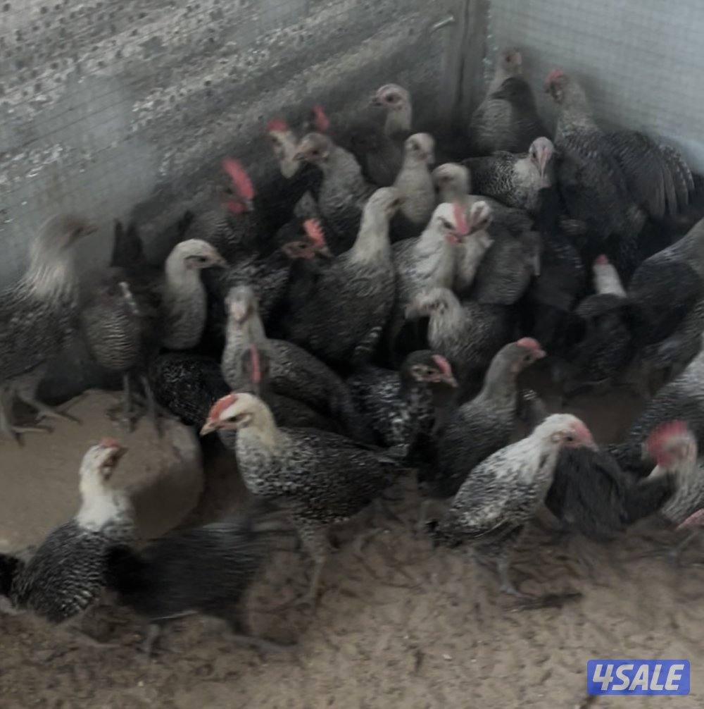 دجاج فيومي0