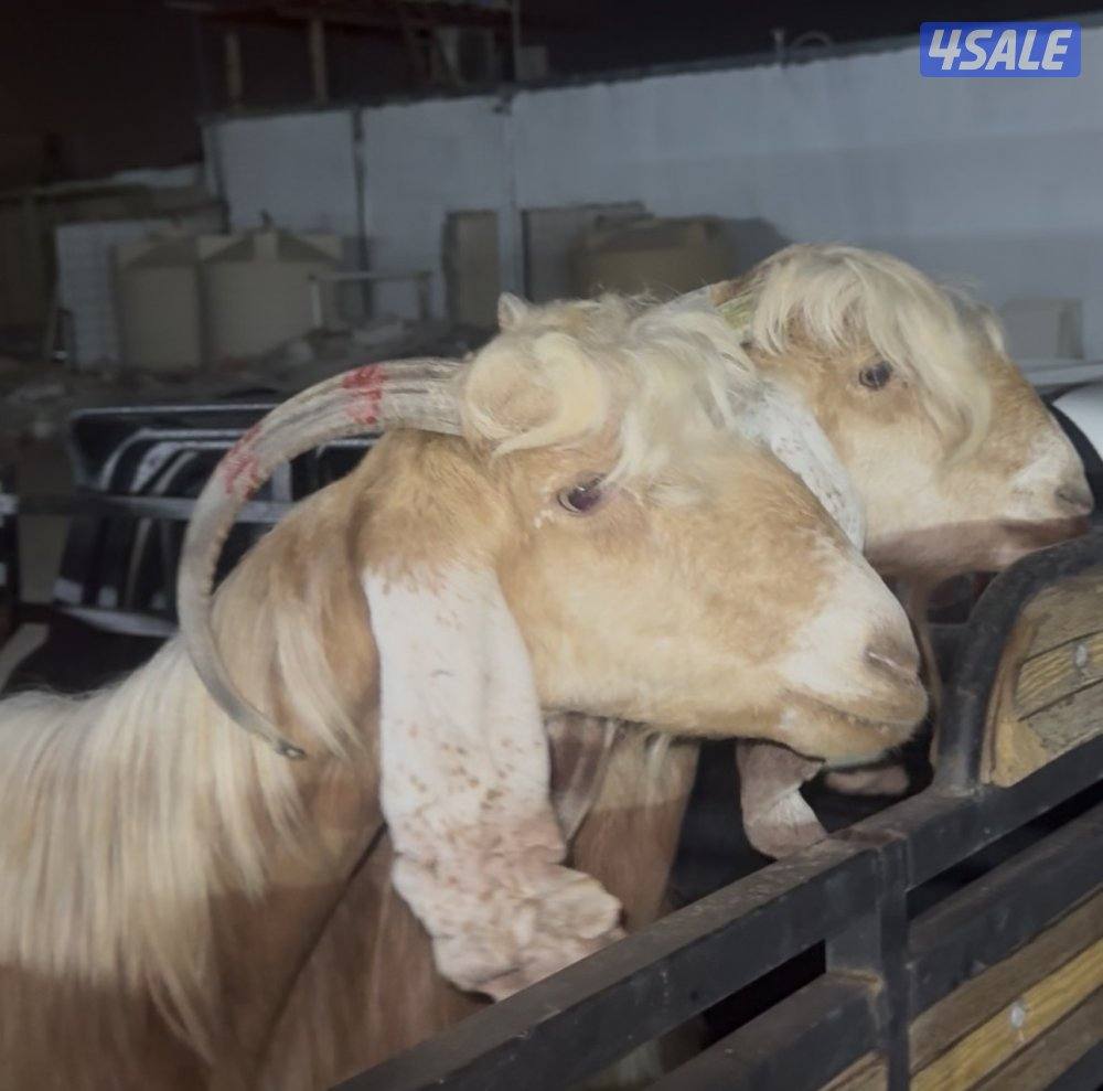 معزا عوارض حريميا العداد 11 مع تيسهم 4 شرط سونار ثلاث توم شرط15