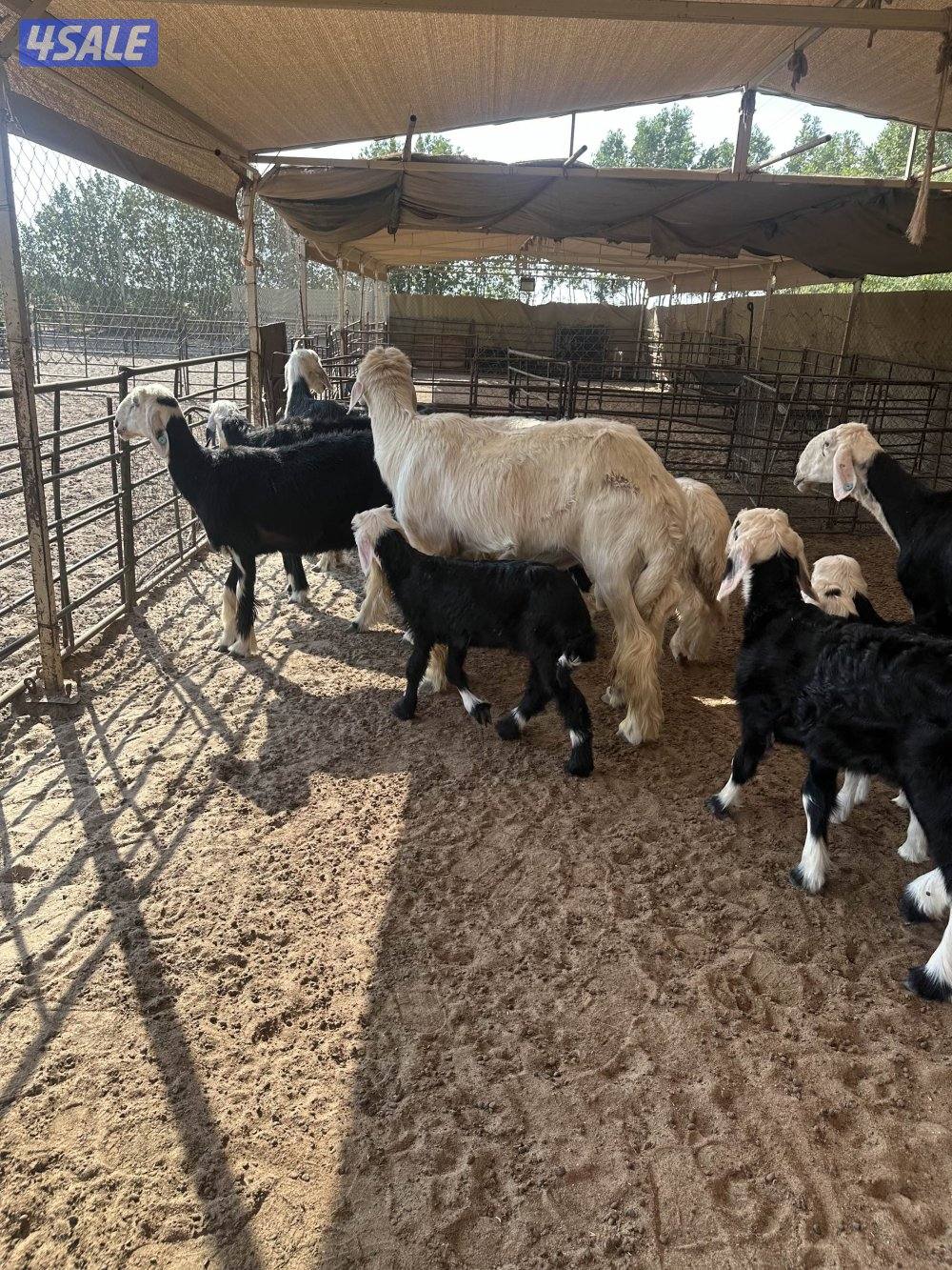 للبيع غنم نجدي طيبه1