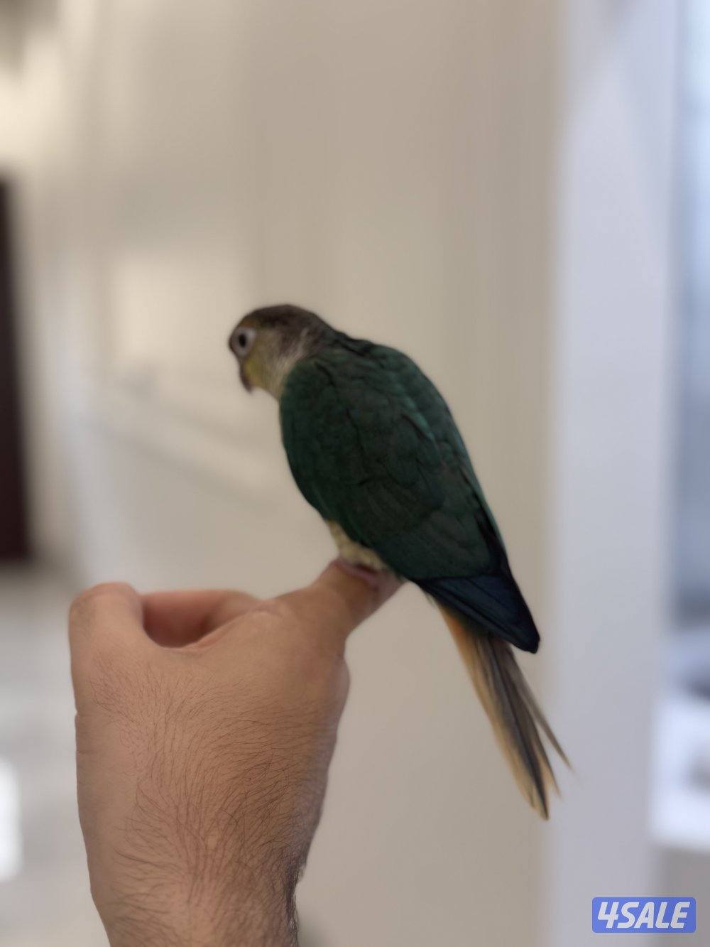 كنيور بلو شيك انتاج الكويت ربوه الجناح كامل0