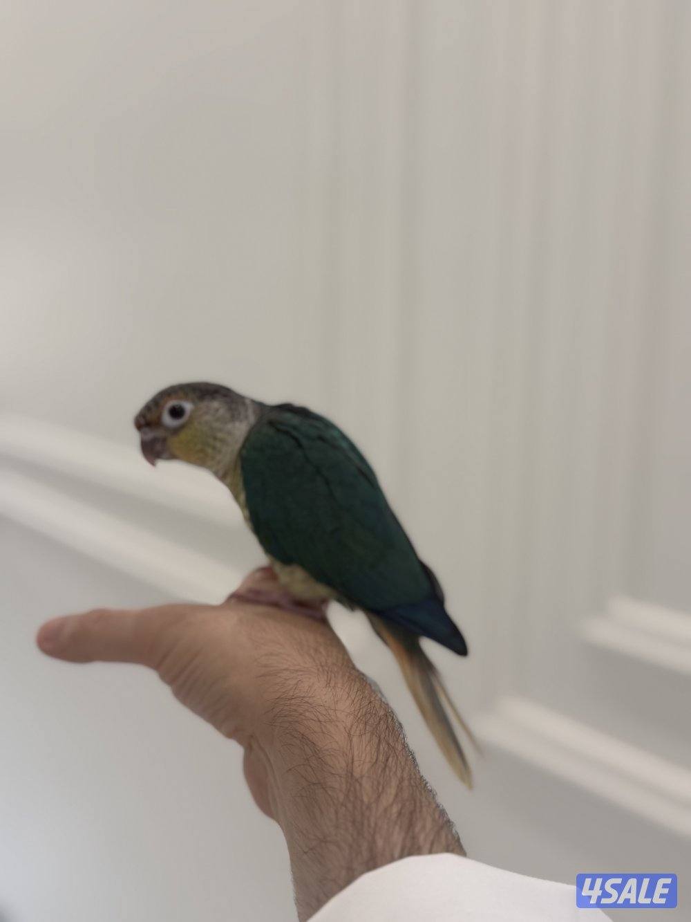 كنيور بلو شيك انتاج الكويت ربوه الجناح كامل1