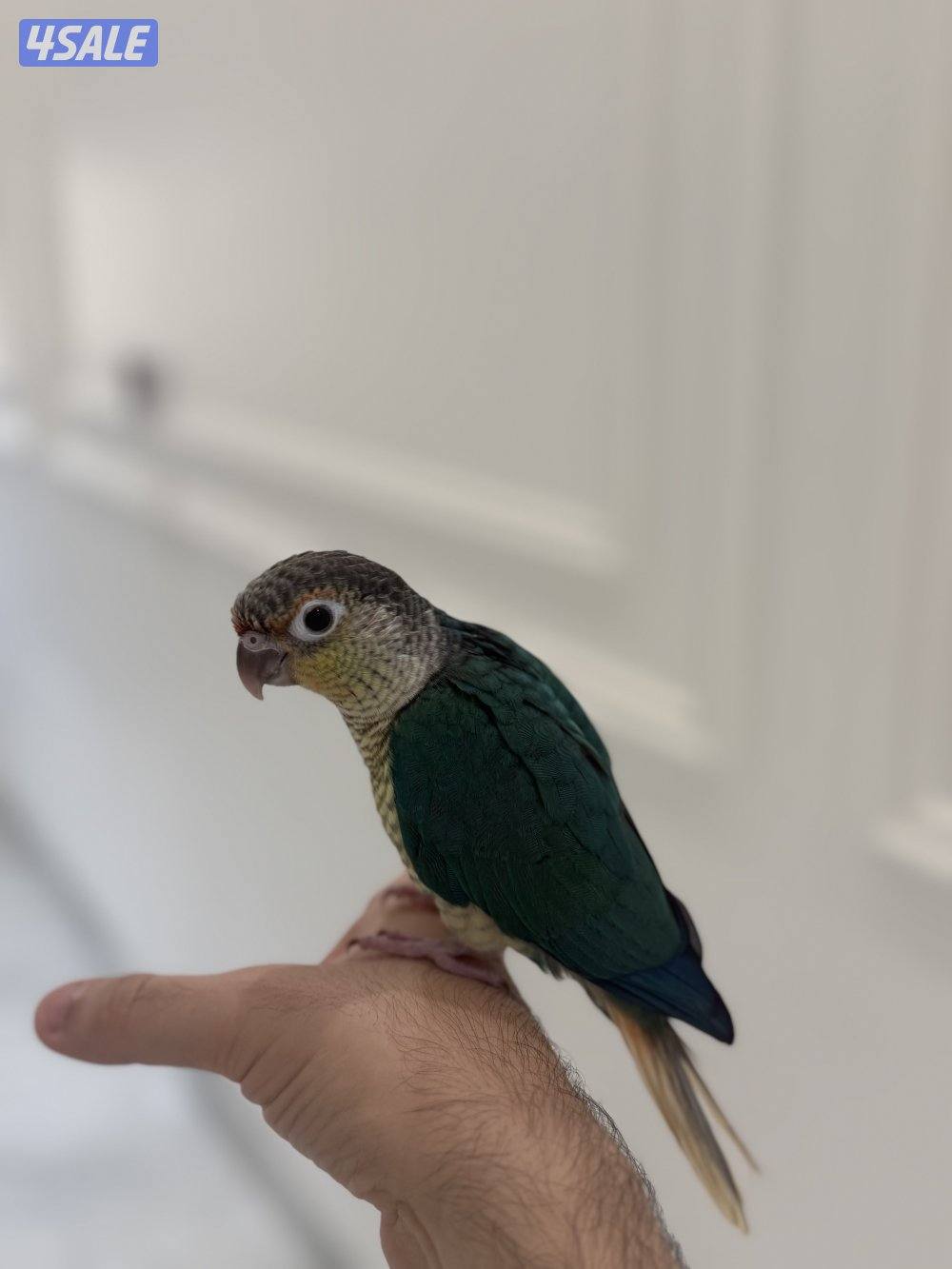 كنيور بلو شيك انتاج الكويت ربوه الجناح كامل2