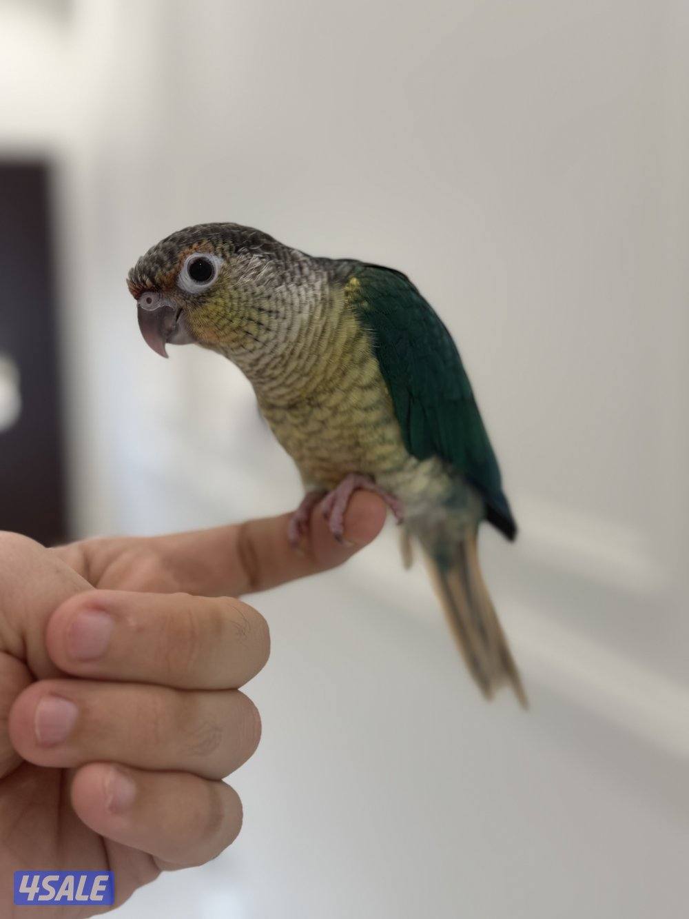 كنيور بلو شيك انتاج الكويت ربوه الجناح كامل3