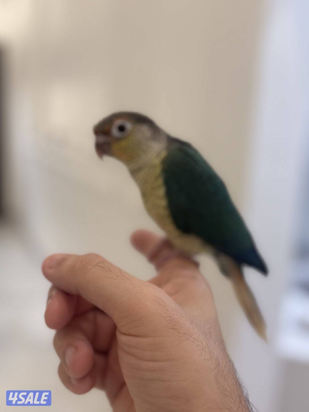 كنيور بلو شيك انتاج الكويت ربوه الجناح كامل4