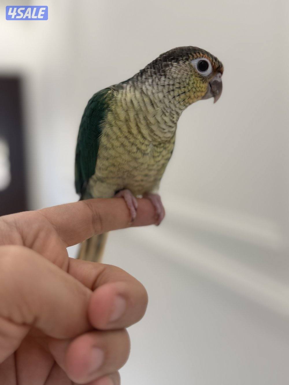 كنيور بلو شيك انتاج الكويت ربوه الجناح كامل5