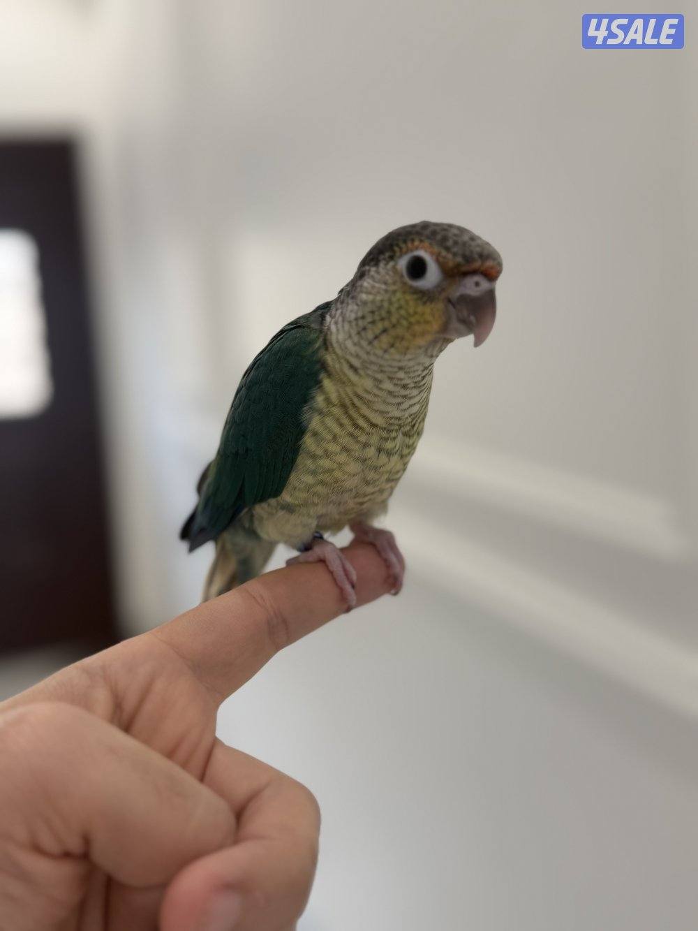 كنيور بلو شيك انتاج الكويت ربوه الجناح كامل6