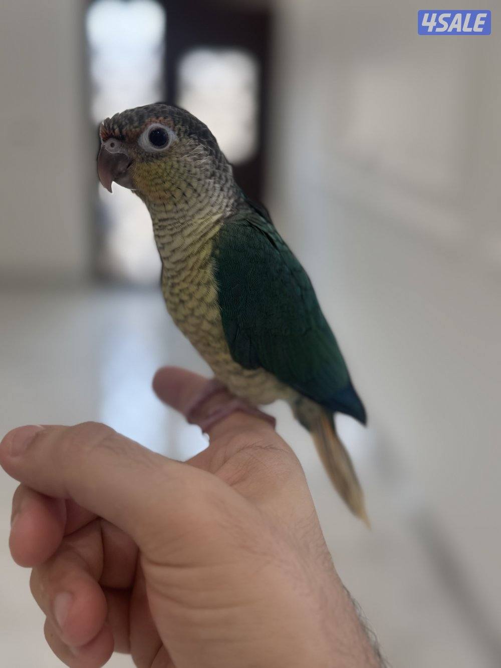 كنيور بلو شيك انتاج الكويت ربوه الجناح كامل7