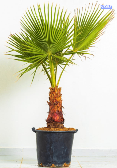 للبيع اشجار واشنطونيا0