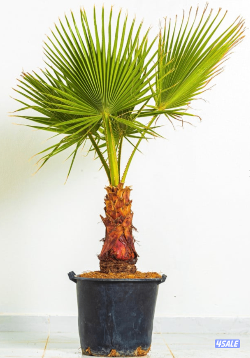 للبيع اشجار واشنطونيا1