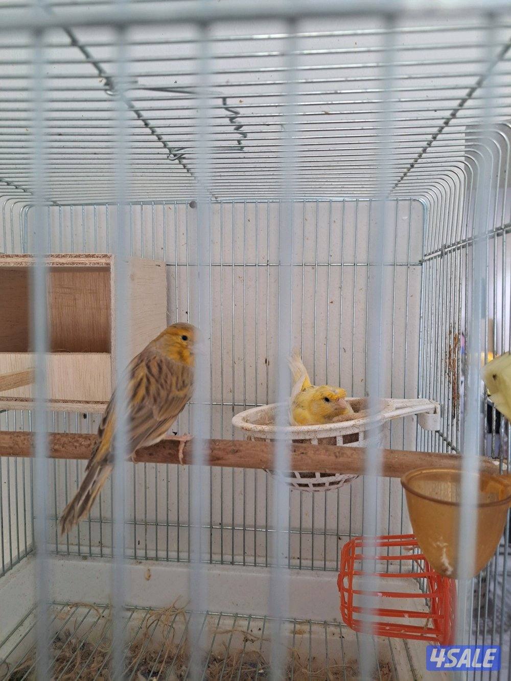 زوج كناري ايراني + فحل تغريد0