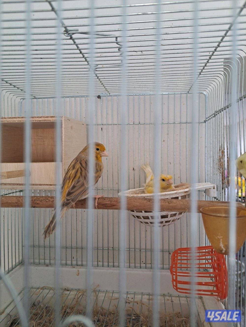 زوج كناري ايراني + فحل تغريد1