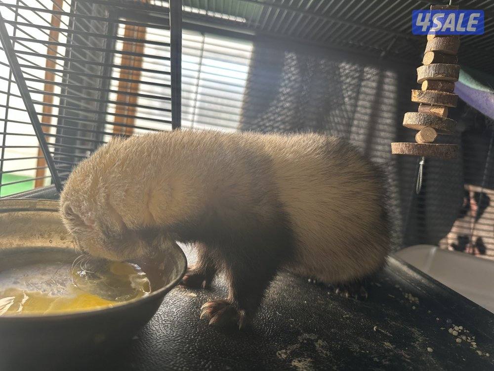 فيريت (النمس)1