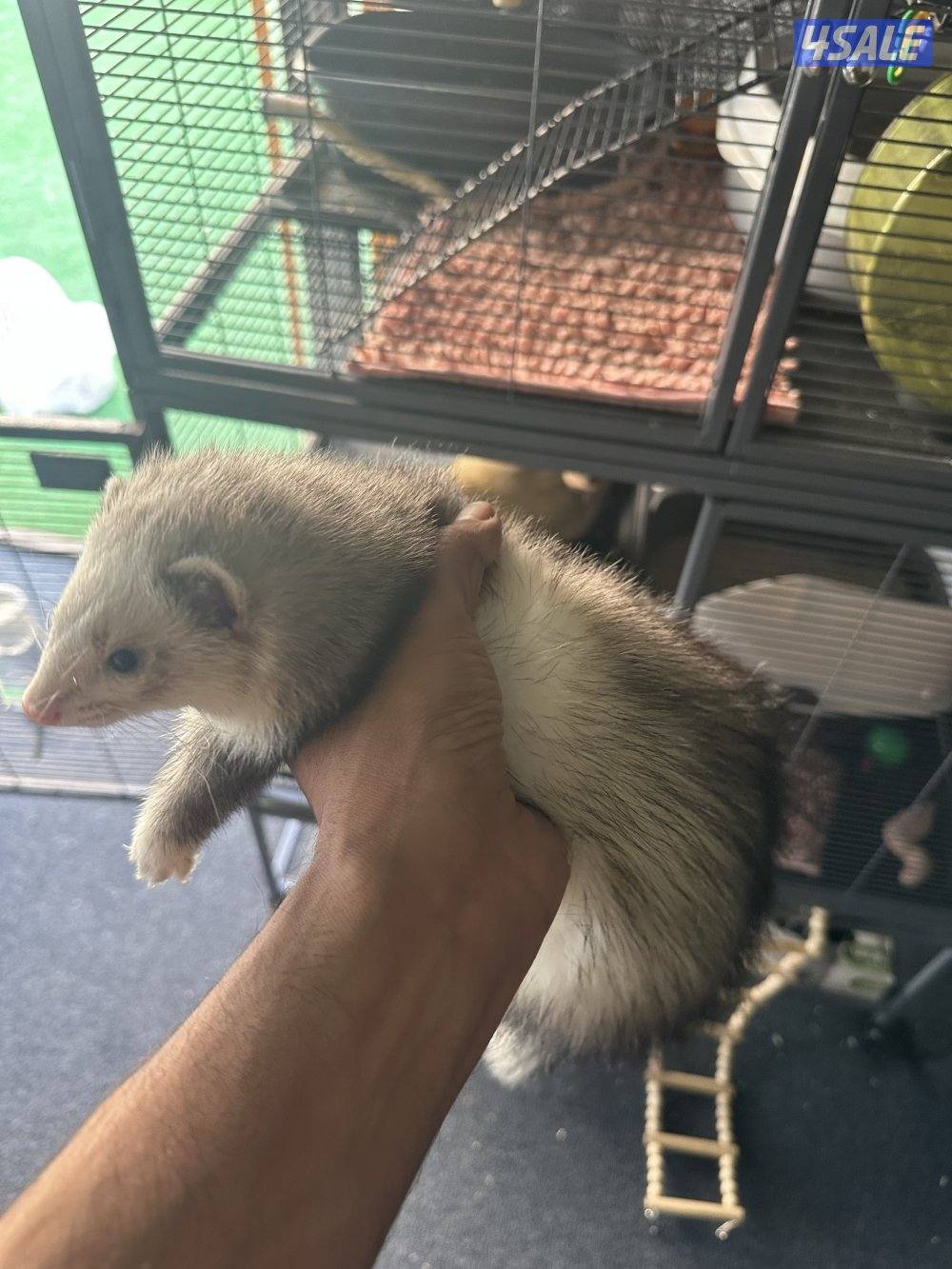 فيريت (النمس)2