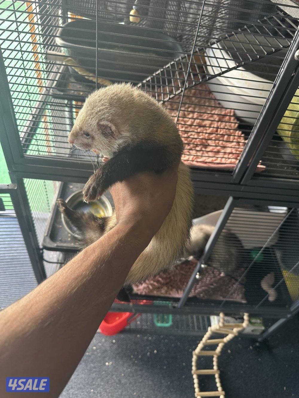 فيريت (النمس)3