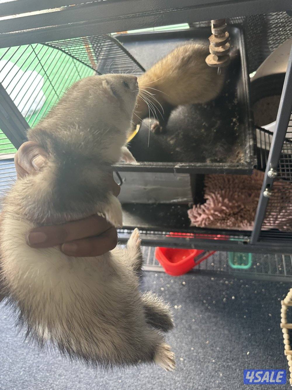 فيريت (النمس)4