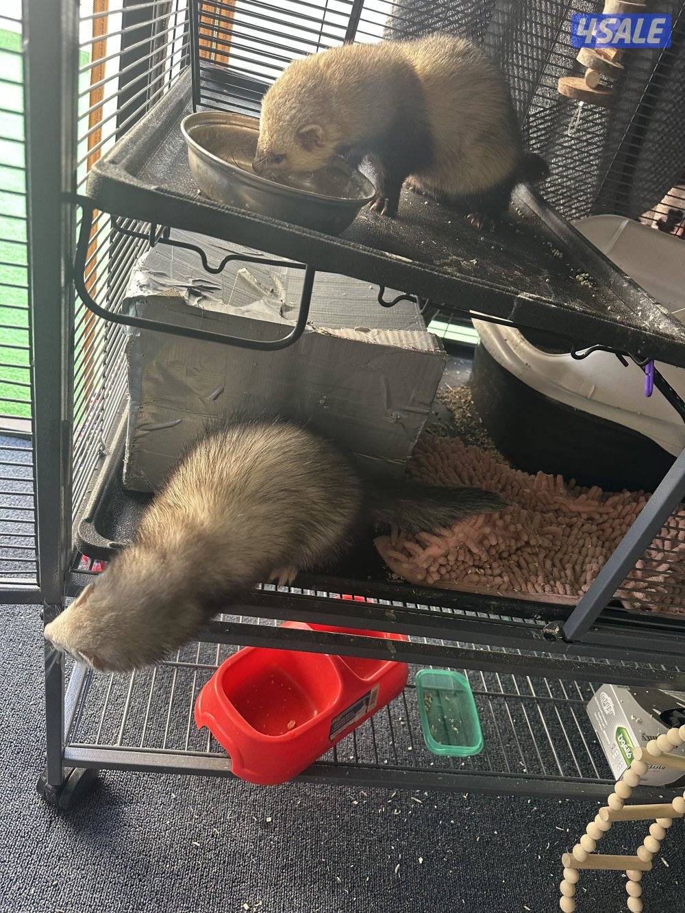 فيريت (النمس)5