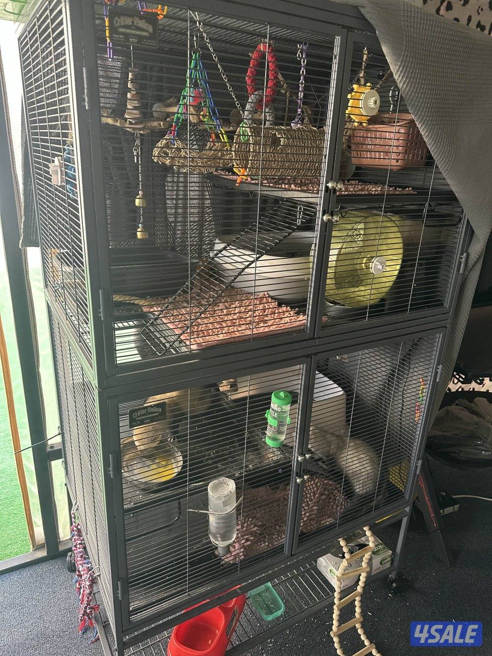 فيريت (النمس)7