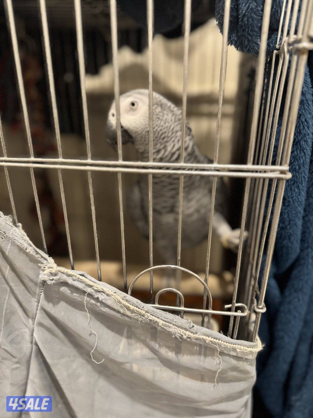 للبيع كاسكو فل ربوه وكلام1