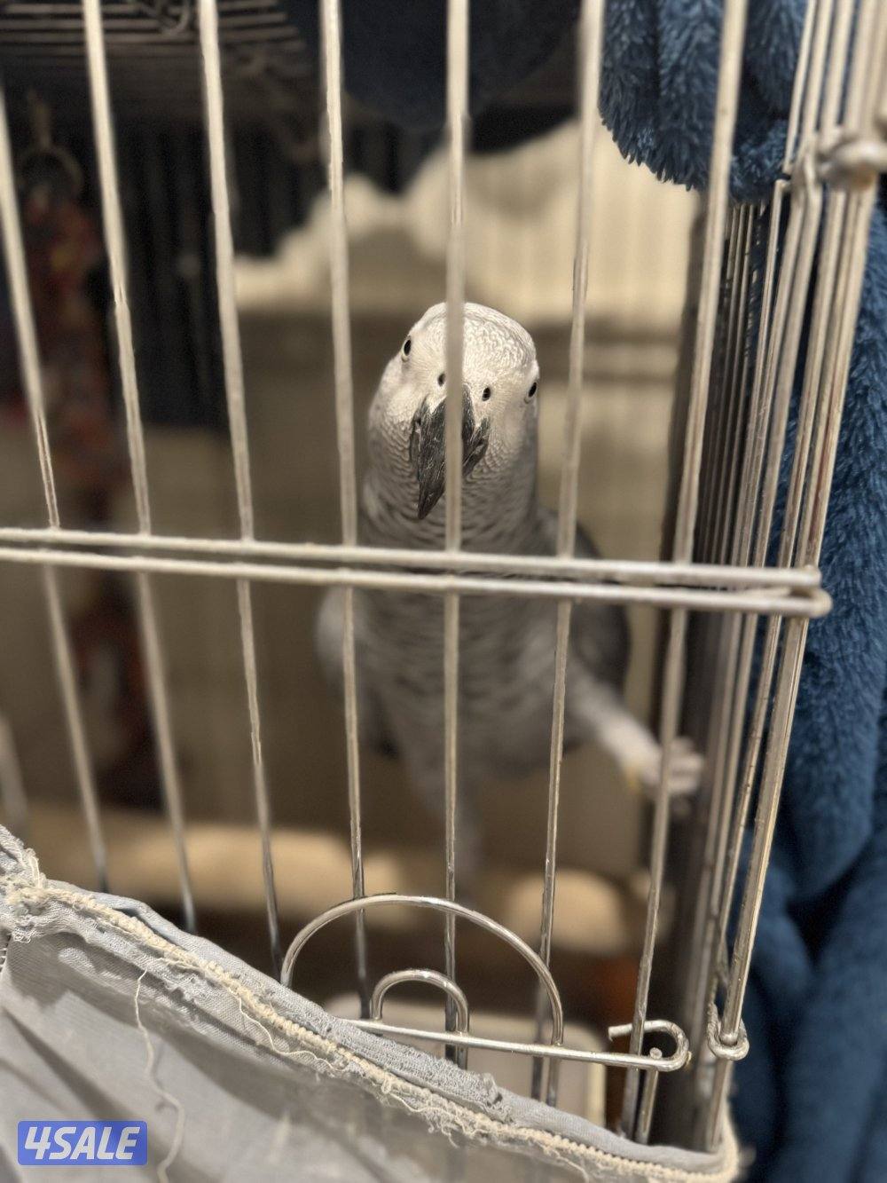 للبيع كاسكو فل ربوه وكلام2