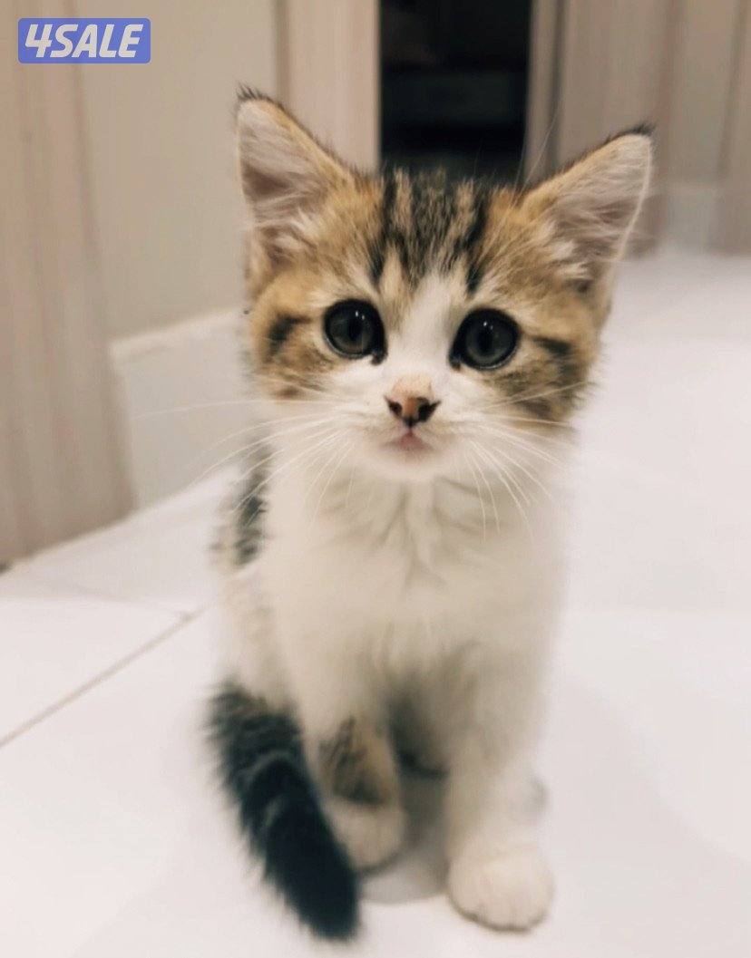 تبني شرازي انثى عمرها سنه ٦شهور تحب تلعب وتاكل داري فود معاها قفص كبير0