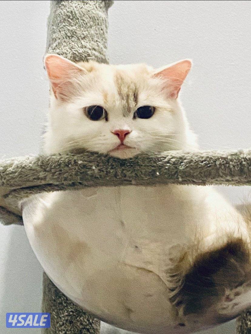 تبني شرازي انثى عمرها سنه ٦شهور تحب تلعب وتاكل داري فود معاها قفص كبير1