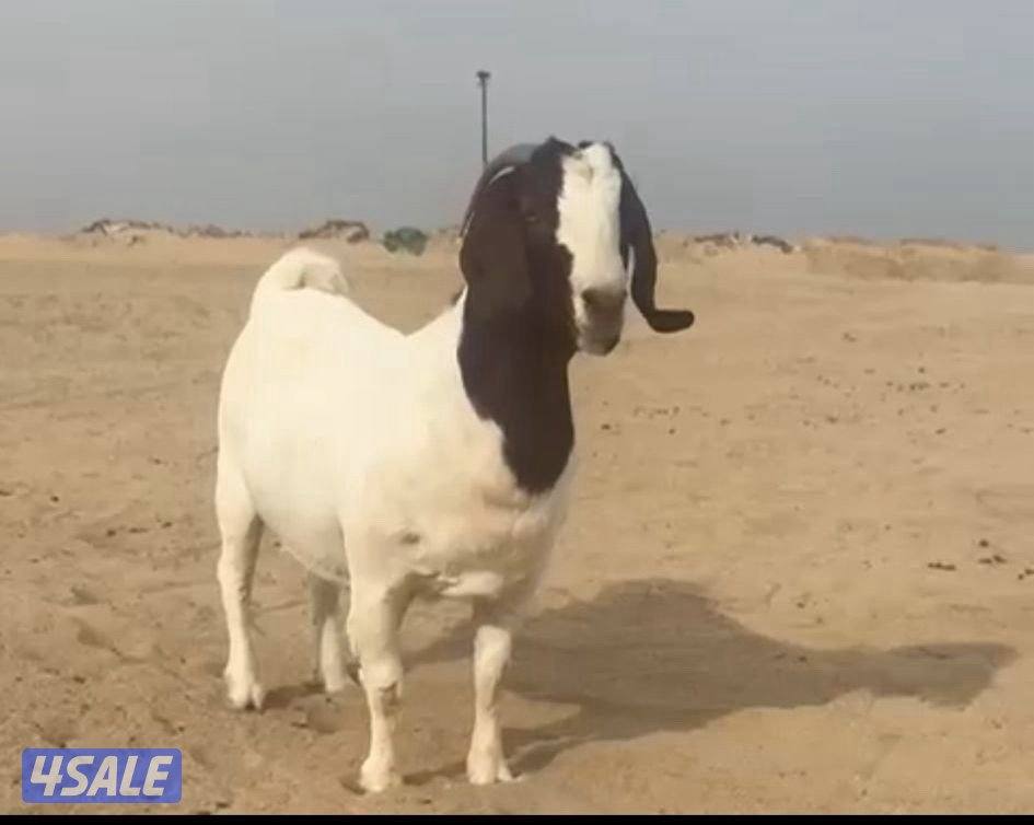 البيع عنز بورقت0