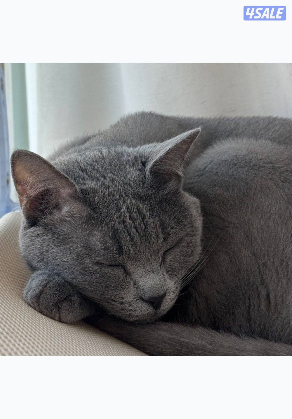 قطو عمره ٣ سنين0