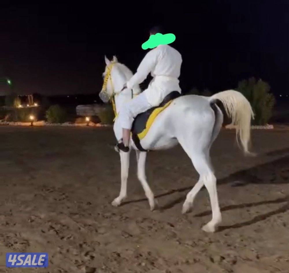 للبيع حصان مصري0