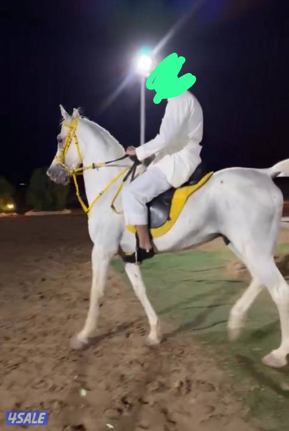 للبيع حصان مصري1