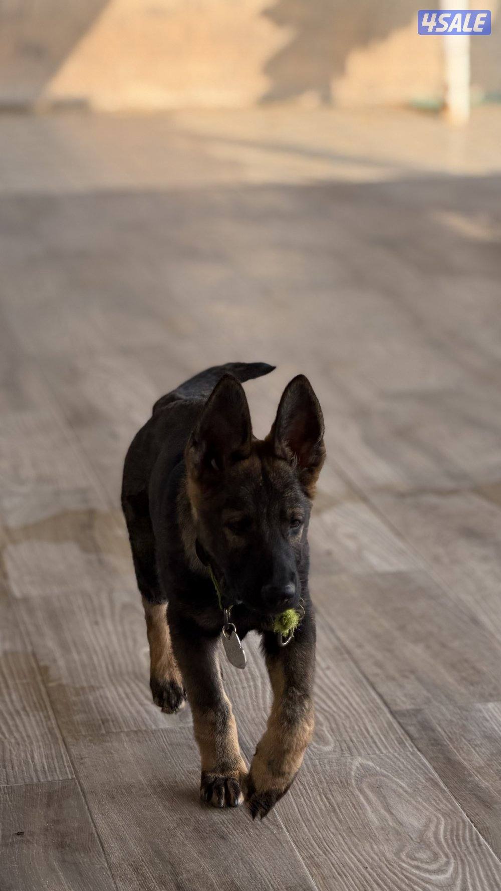 للبيع يرو ذكر سيبل0