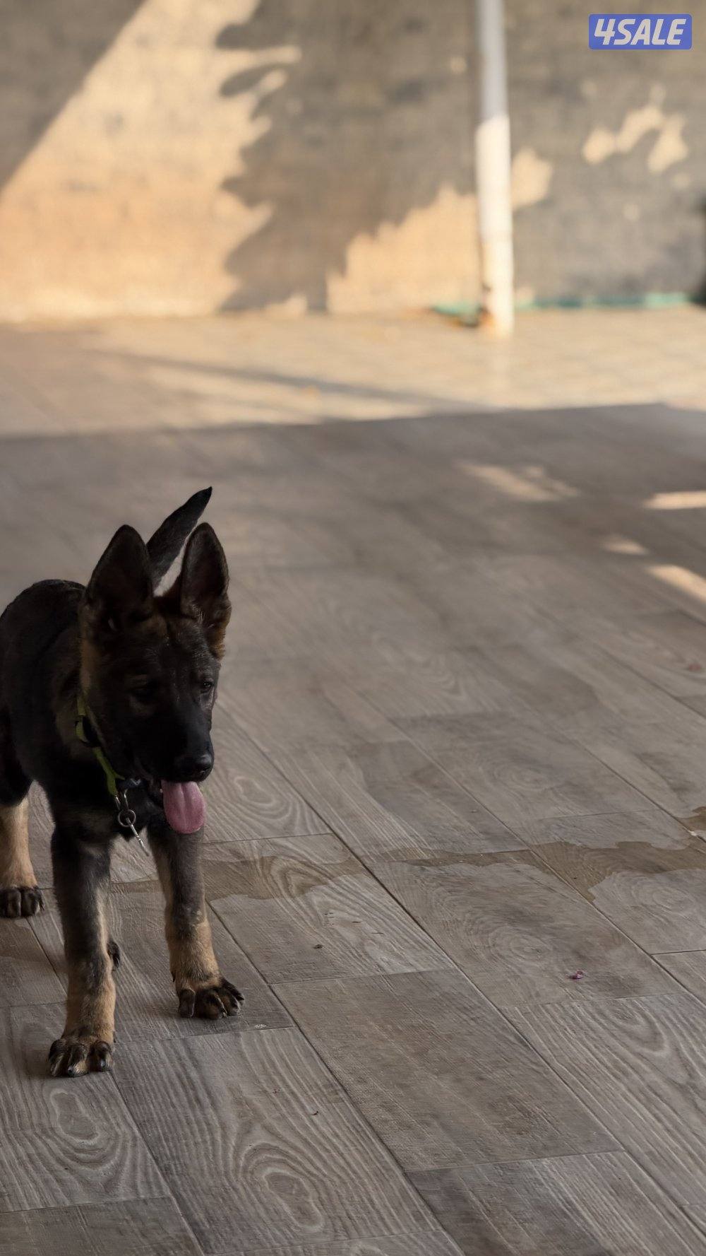 للبيع يرو ذكر سيبل2