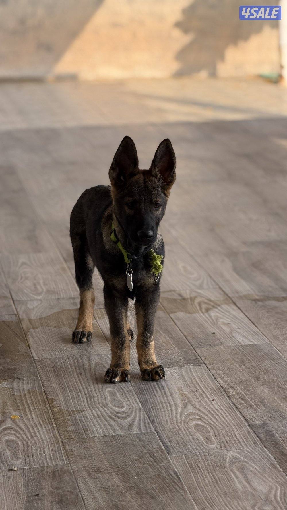 للبيع يرو ذكر سيبل3