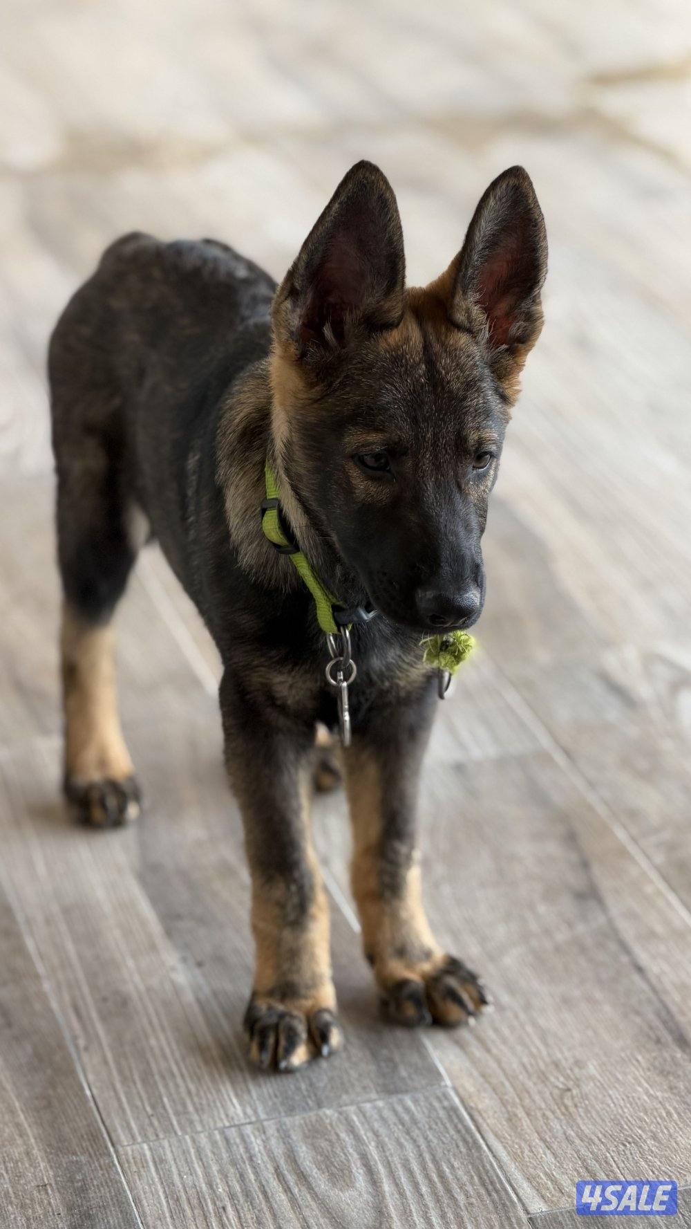 للبيع يرو ذكر سيبل5