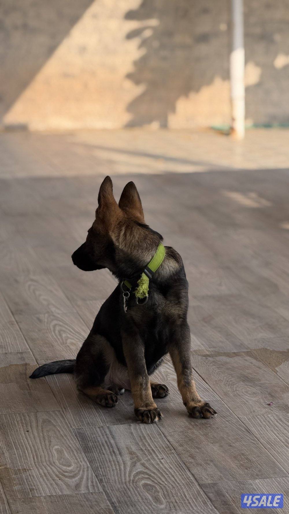 للبيع يرو ذكر سيبل8