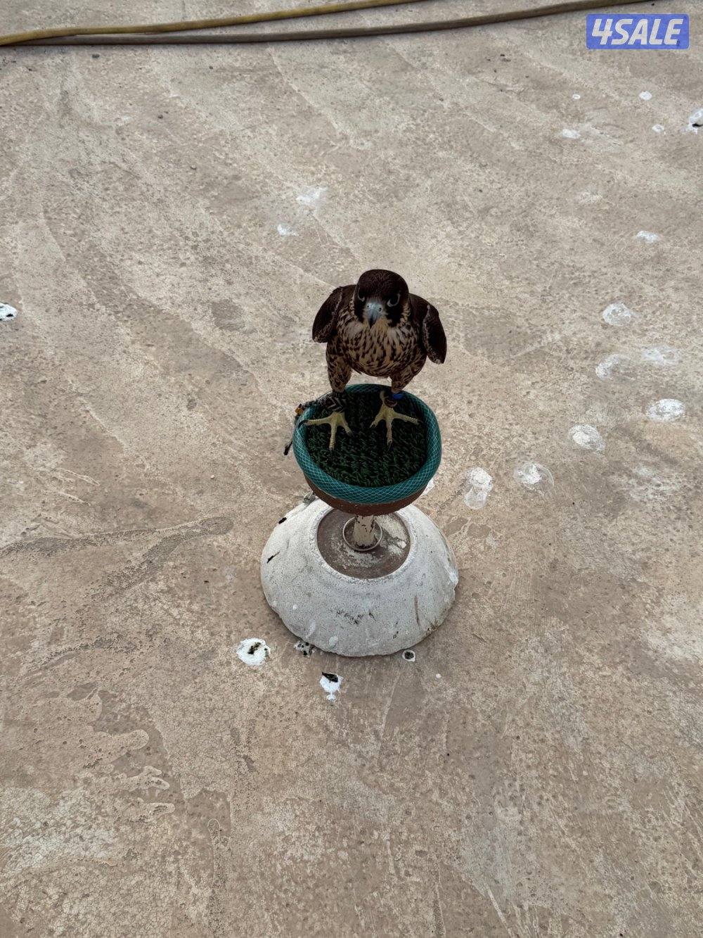 للبيع شاهين من شاهين1