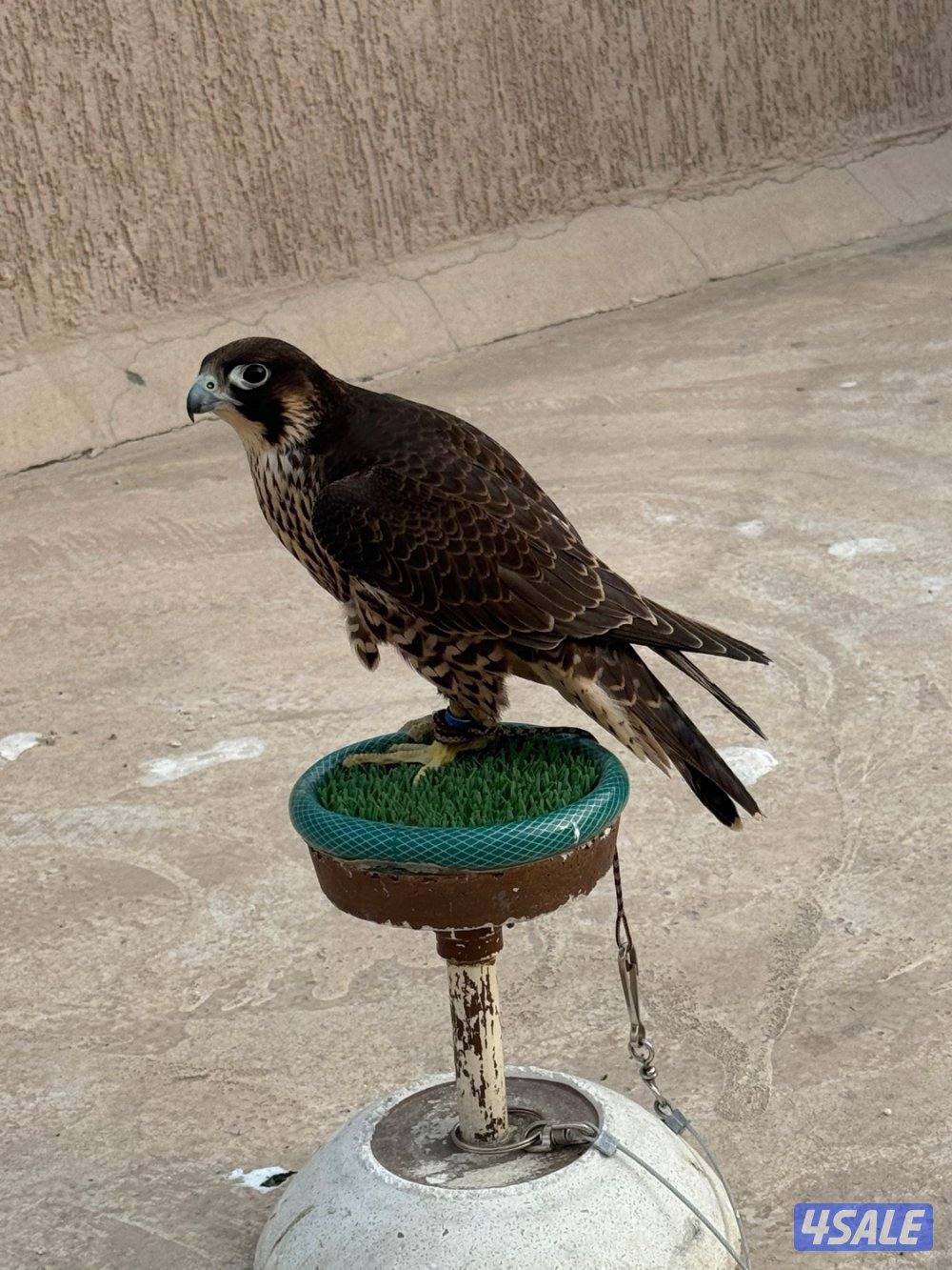 للبيع شاهين من شاهين2