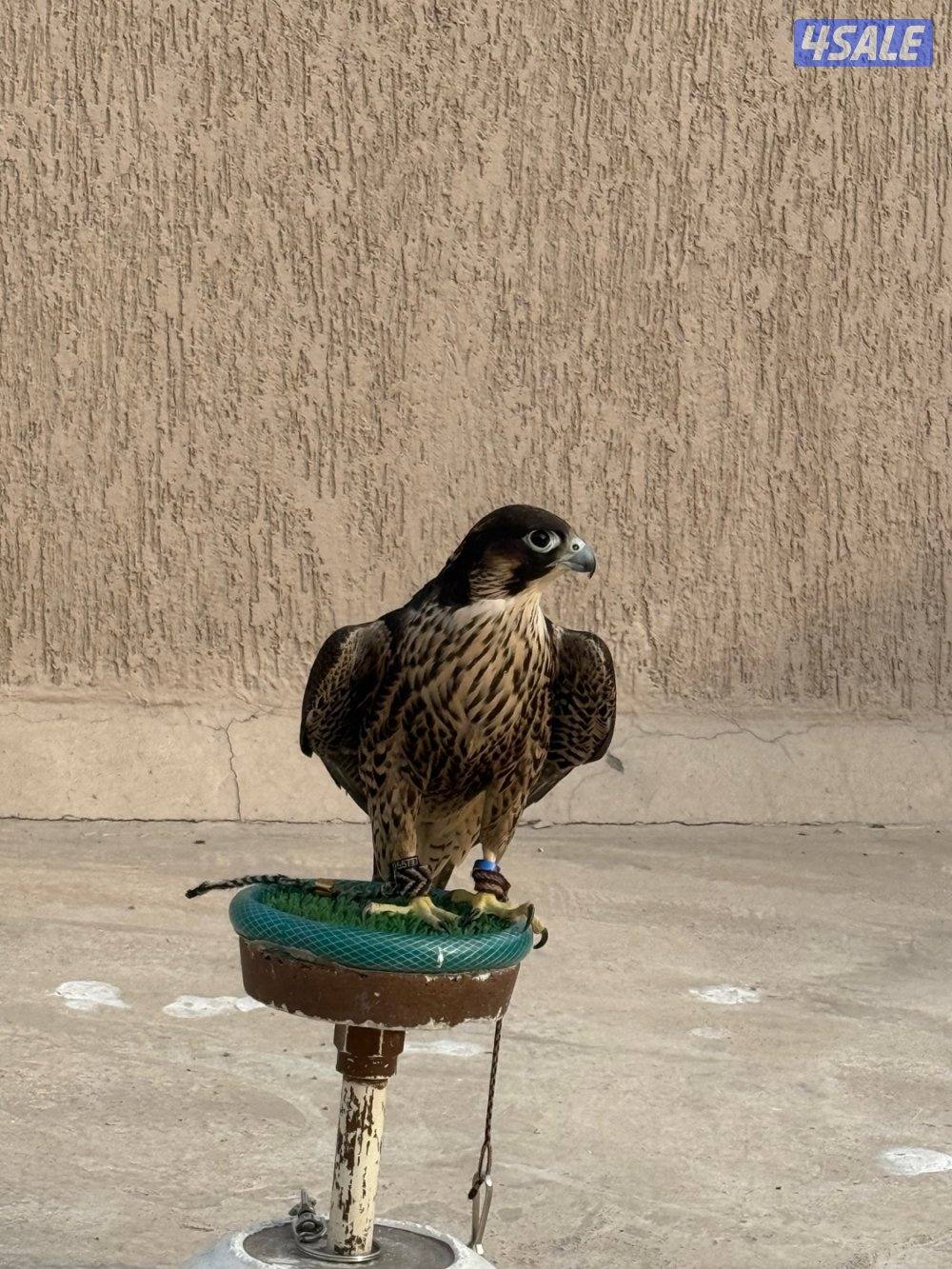 للبيع شاهين من شاهين3